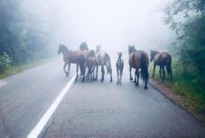 Lencsevégre kapták az Aninai-hegység vadlovait