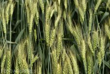 Harminc százalékkal nőtt a gabonaexport az év első öt hónapjában