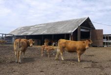 Erdély legjei – Szatmár megye: a LEADER-program (VIDEÓ)