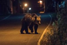 Háromszor riasztották a hatóságokat a medvék miatt az utóbbi nap Hargita megyében