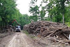 Nem a valós problémákra nyújt megoldást az új erdészeti törvénykönyv?