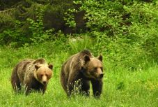 Mi lehet a megszaporodott medvelátogatások oka? – szakembert kérdeztünk