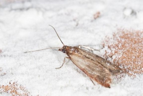 Moly van a kamrájában? Így szabaduljon meg tőle