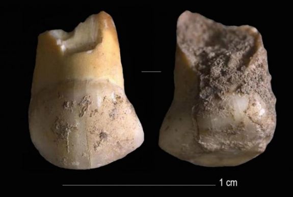 A egyik utolsó neandervölgyi ember fogát találták meg kutatók a mai Olaszország területén