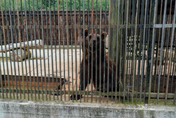 „Megszöktették” az állatvédők az ukrán elnöki rezidencia sanyarú sorsú barnamedvéit 