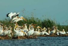 Háromoldalú együttműködéssé bővítik a Duna-delta rezervátumát