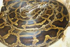 Két óriáskígyó zuhant le a mennyezetről egy ausztrál konyhába