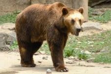 Medve járkált Székelyudvarhely utcáján