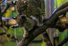 Ritka macskaféle született a Nyíregyházi Állatparkban