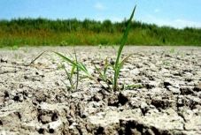 Péntektől utalják a kártérítéseket az aszály sújtotta gazdáknak