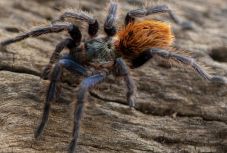 Egy óriáspók mérge segíthet enyhíteni az irritábilis bél szindrómával küzdők fájdalmait