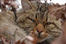 Veszélyeztetik a vadmacskák jövőjét a házimacskák