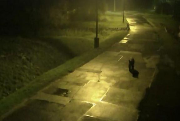 Medve sétált az egyik kelet-magyarországi városban az éjjel