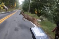 Ez nagyon fájhatott a biciklisnek és szarvasnak egyaránt  