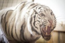 Fehér tigris harapott meg egy cirkuszi dolgozót 