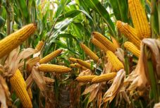 Közel 30 százalékkal több kukoricát exportáltunk, mint tavaly