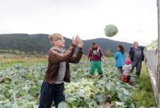A kemény, kisebb fejek a menők - a csíkszépvízi káposztavágáson jártunk