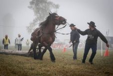 Állatkínzás vagy lovassport? Bírálatok kereszttüzében a hagyományos székelyföldi rönkhúzó bajnokság