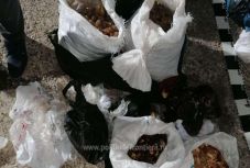 Kétszázötven kilogramm borostyánnal ralizott a kettős állampolgárságú csempész