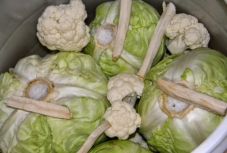 Halottak hetén tilos eltenni – mutatjuk a tökéletes savanyú káposzta receptjét