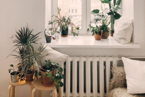 Ezt a 4 növényt télen sem kell bevinnie a melegbe