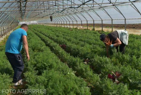 Pár év alatt megszűnhet a hazai üvegházi zöldségtermesztés