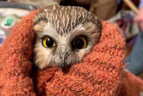 Apró baglyot mentettek ki a New York-i Rockefeller Center karácsonyfájának ágai közül