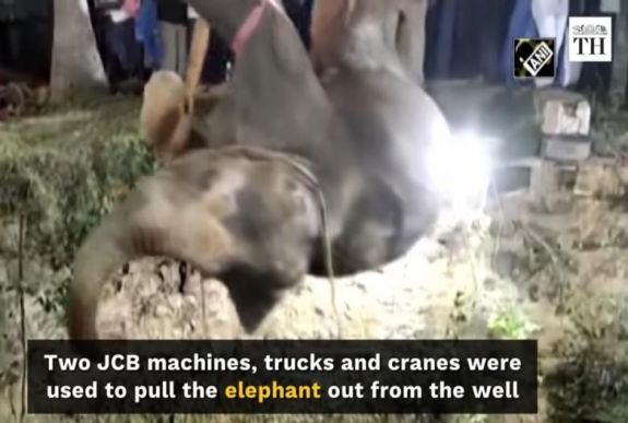 14 órás mentőakcióval emeltek ki egy elefántot egy kútból Indiában
