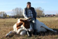 „Parasztnak lenni nem is egyszerű” – Bányász József gazda munkatársa a tehén, munkahelye a természet