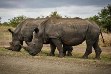 Akár negyedével is csökkenhet a fajok élőhelye 2100-ra