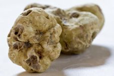 Százezer euróért kelt el egy fehér szarvasgomba Olaszországban