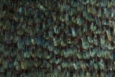 Mutatjuk az új-zélandiak első számú közellenségét