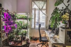 Több mint száz fajta növénnyel a szobában: ilyen az élete a székelyföldi férfinek egy lakásdzsungelben