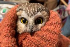 Apró baglyot mentettek ki a New York-i Rockefeller Center karácsonyfájának ágai közül