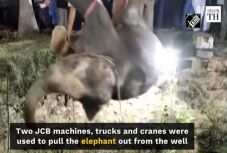 14 órás mentőakcióval emeltek ki egy elefántot egy kútból Indiában