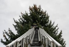 Kedden állítják fel a Parlament előtt az Ország Karácsonyfáját