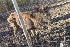 Bezár a temesvári állatkert, a csontra fogyott szarvas miatt telt be a pohár