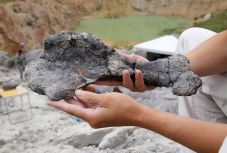 A dinoszauruszok szociális viselkedését vizsgálták magyar paleontológusok