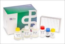 Erdélyi magyar kutatók által fejlesztett vírustesztet dobtak piacra