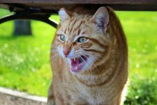 Posztolta, ahogy kínozza a macskáját, eljárás indult egy romániai férfi ellen