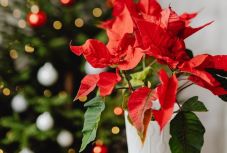 Jövőben is virágozhat a mikulásvirág: ez a titka a gondozásának