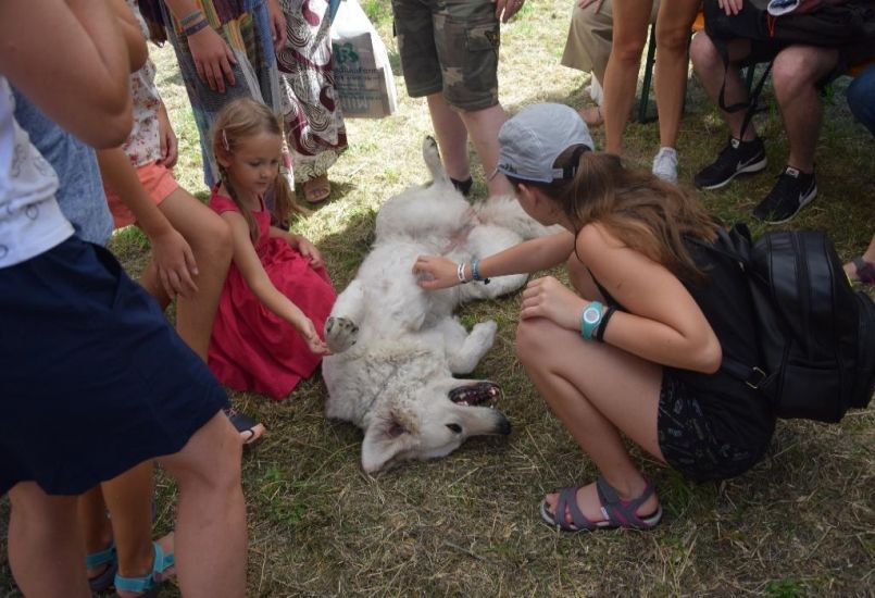Pumi, sinka, májzli – magyar pásztorkutyákat simogattunk a Kolozsvári Magyar Napokon