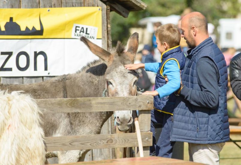 Hetedszer költözött Csíkszeredában a falu a városba egy hétvégére