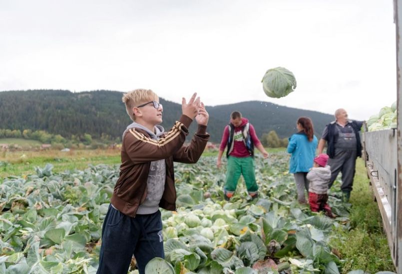 A kemény, kisebb fejek a menők - a csíkszépvízi káposztavágáson jártunk