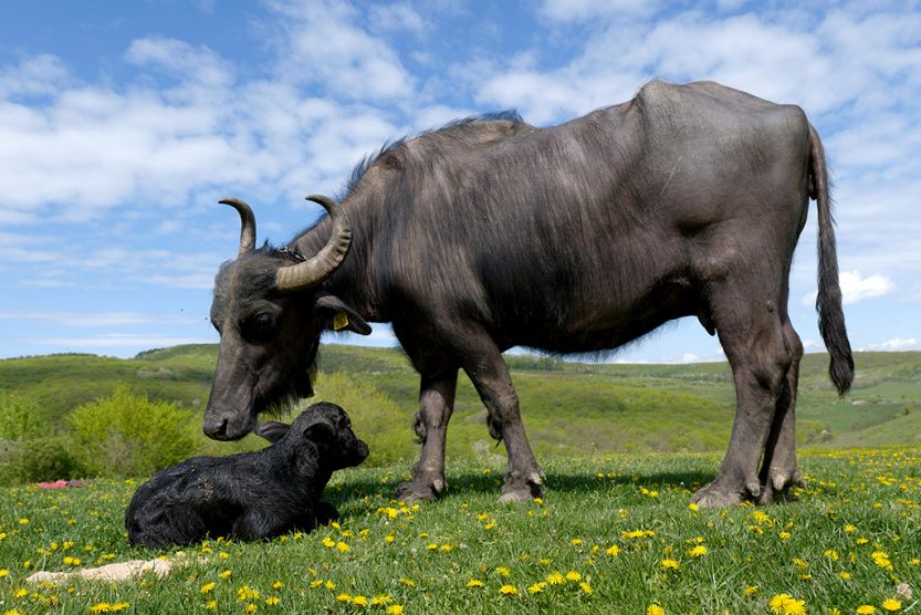 Erdély legjei – Kolozs megye: a mérai bivalymúzeum
