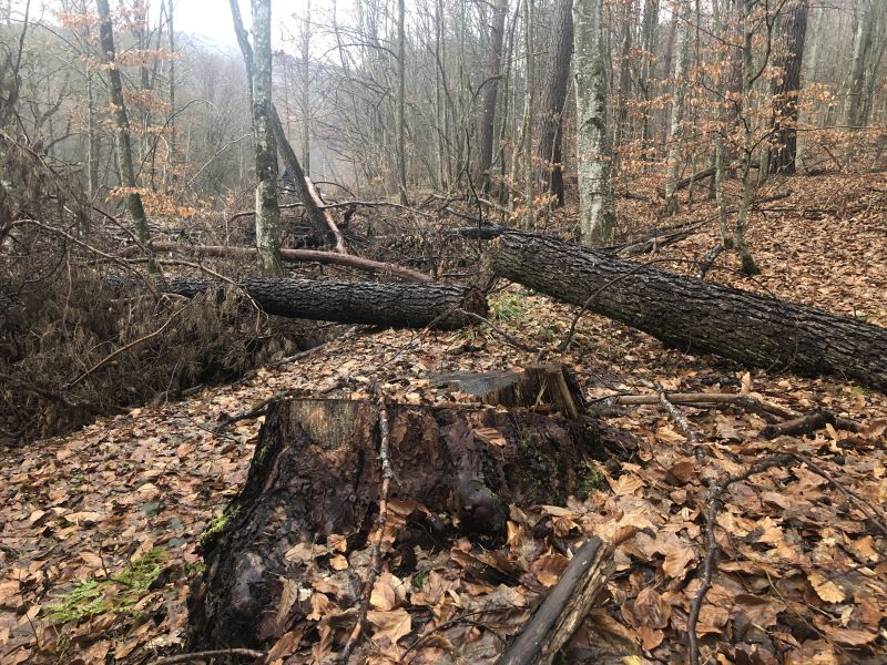 Az illegális fakitermelést leleplező erdészek ellen egyre több bűncselekményt követnek el | Illusztráció: Kovács Zsolt