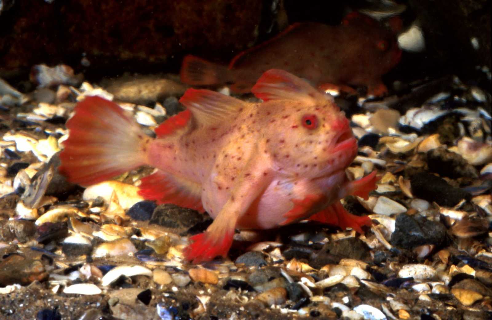 Nem csak ritka hal, de érdekes is/Fotó: Wikipedia
