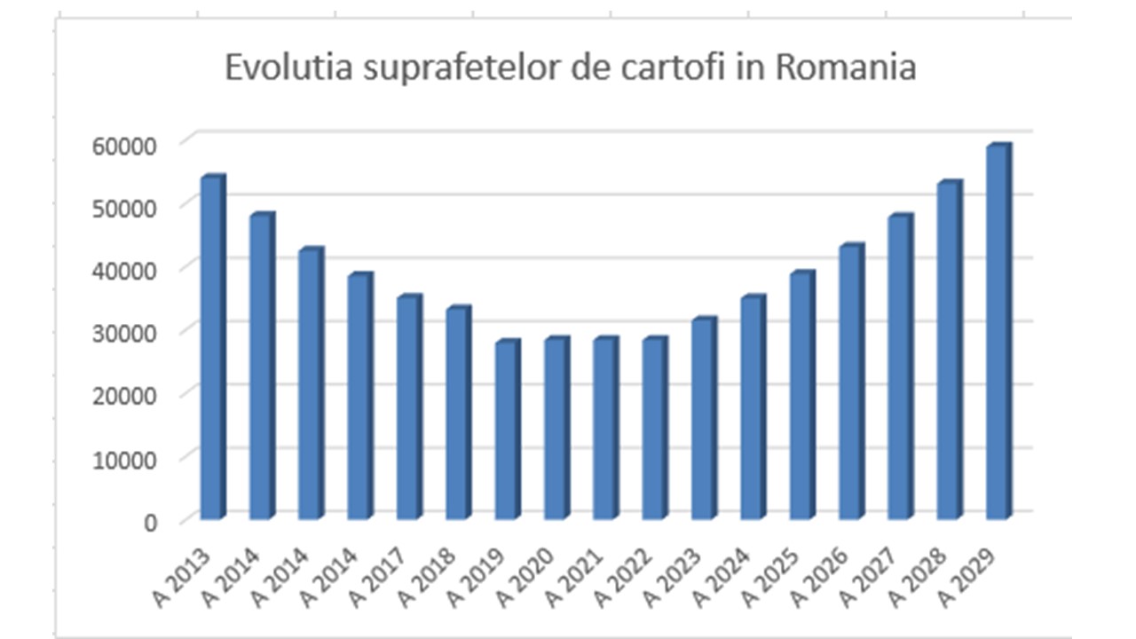 2013-ban 54 000 hektár volt a burgonyával beültetett területek összmérete Romániában, 2019-re 28 000 hektárra csökkent, mert a vásárlók felvásárlási szükséglete megváltozott. | Készítette: Becsek László 