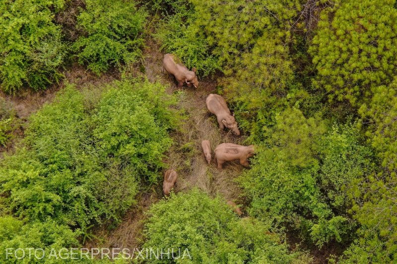 Az elefántok Kunming környékén június 8-án | Fotó: Agerpres/Xinhua