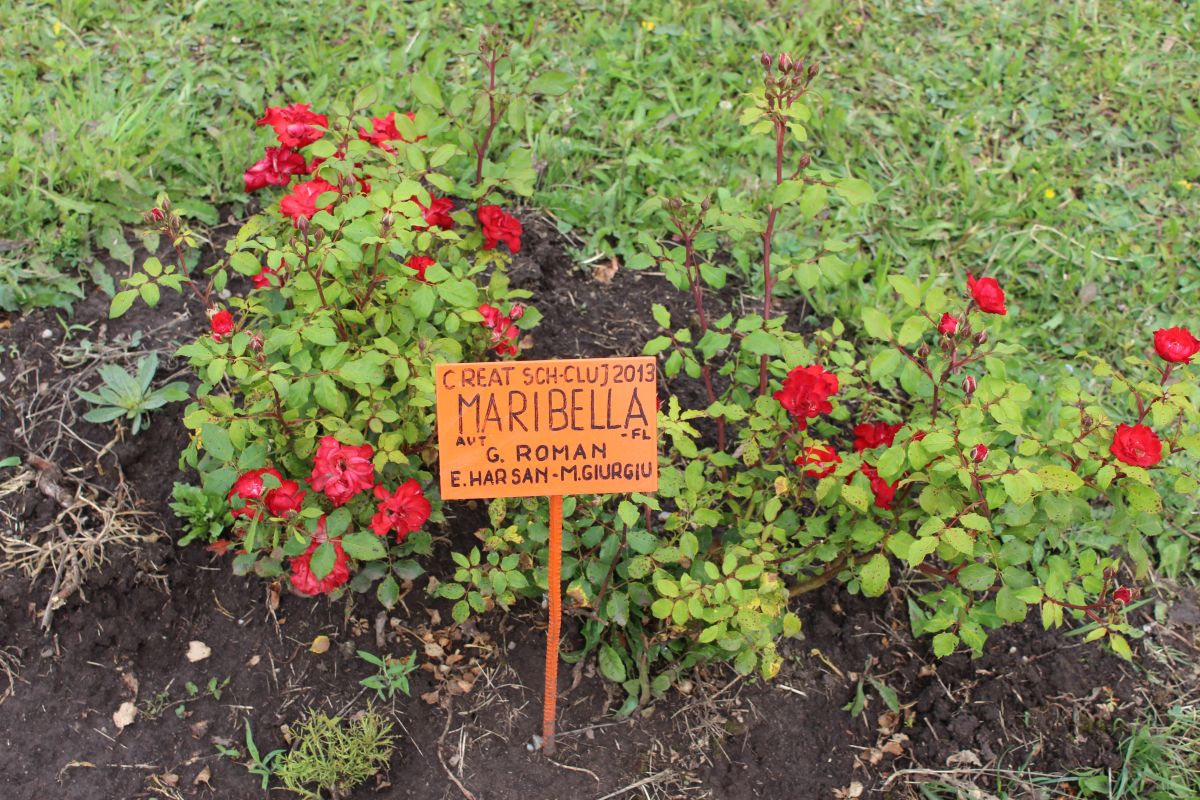 Maria Giurgiu munkájának egyik gyümölcse, a Maribella rózsafajta.